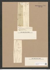 Pleurosigma tropicum Grun. (de-Toni-Nr.: Genus 13, Species 1083) Zeichnungen Sammlung Grunow Nr. 1984 (NHMW-BOT-W0369133)